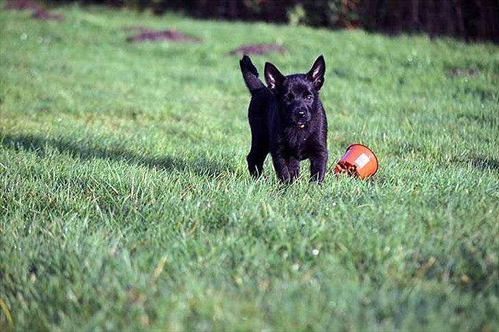 Sort spids-hvalpe i folden billede 4