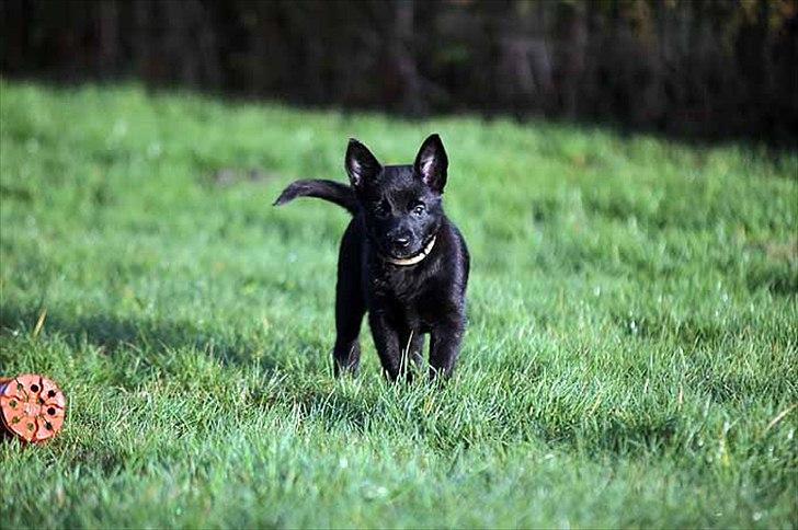 Sort spids-hvalpe i folden billede 5