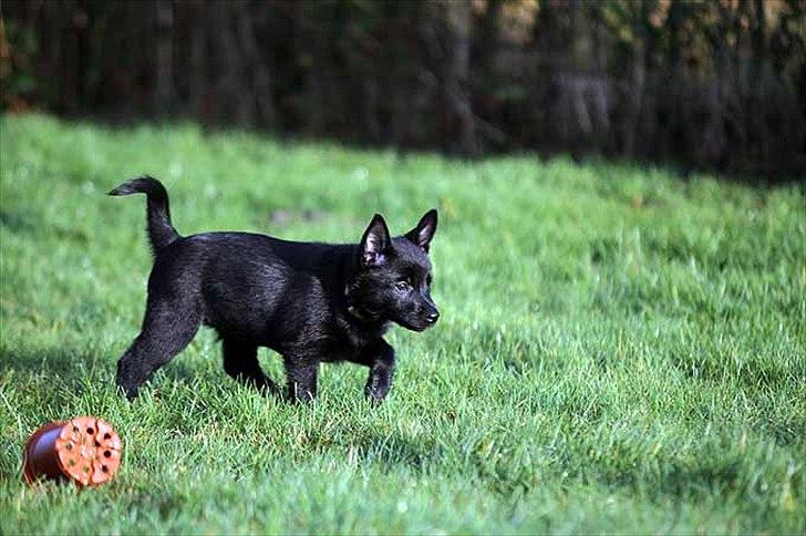 Sort spids-hvalpe i folden billede 2