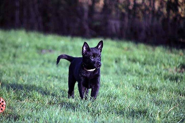 Sort spids-hvalpe i folden billede 7