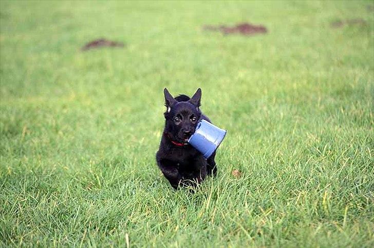 Sort spids-hvalpe i folden billede 8