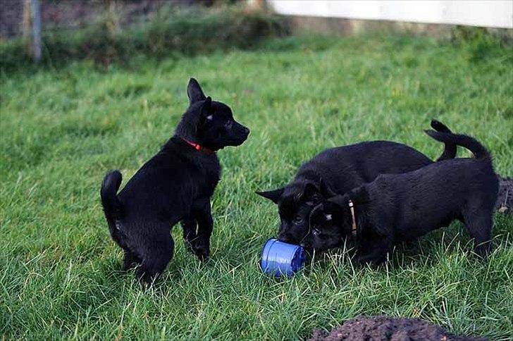 Sort spids-hvalpe i folden billede 9