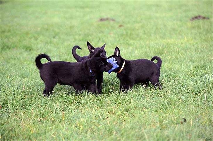 Sort spids-hvalpe i folden billede 10