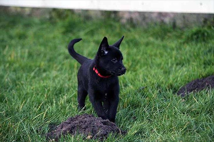 Sort spids-hvalpe i folden billede 11