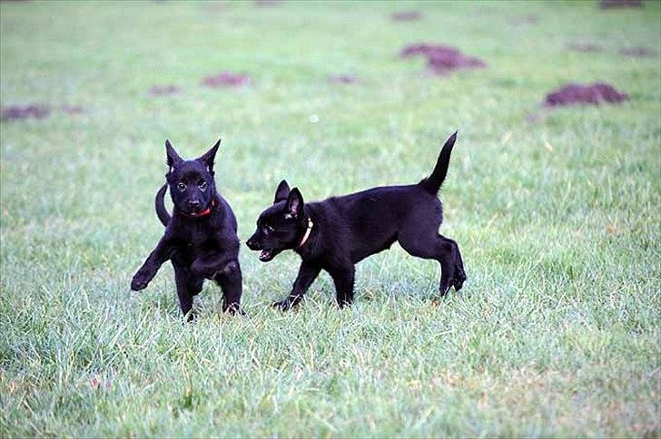 Sort spids-hvalpe i folden billede 12