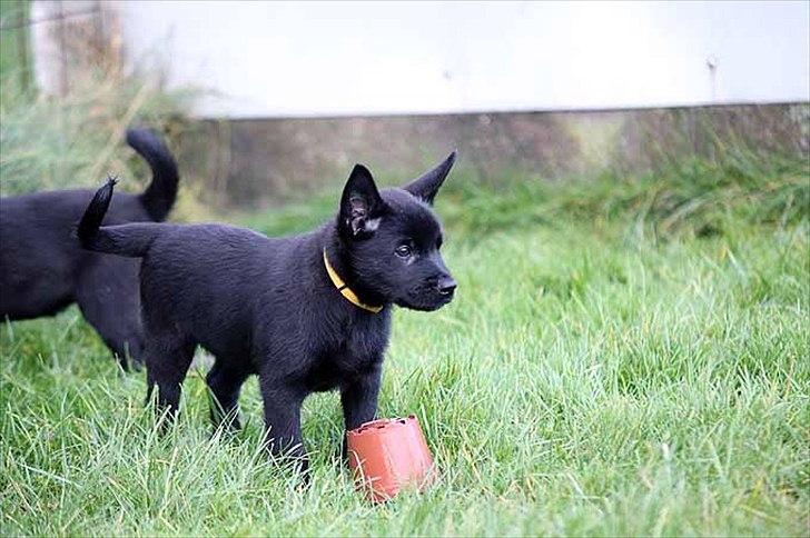 Sort spids-hvalpe i folden billede 13
