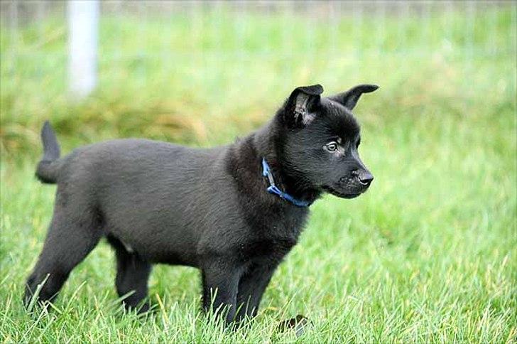 Sort spids-hvalpe i folden billede 1