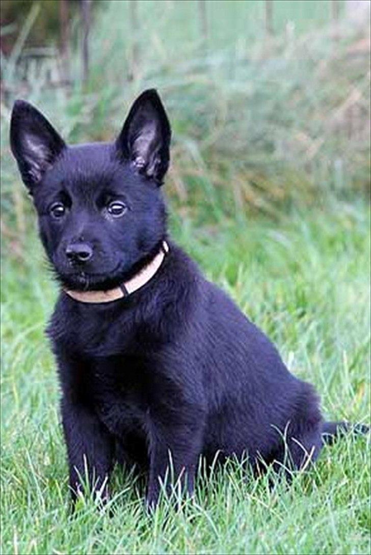 Sort spids-hvalpe i folden billede 14