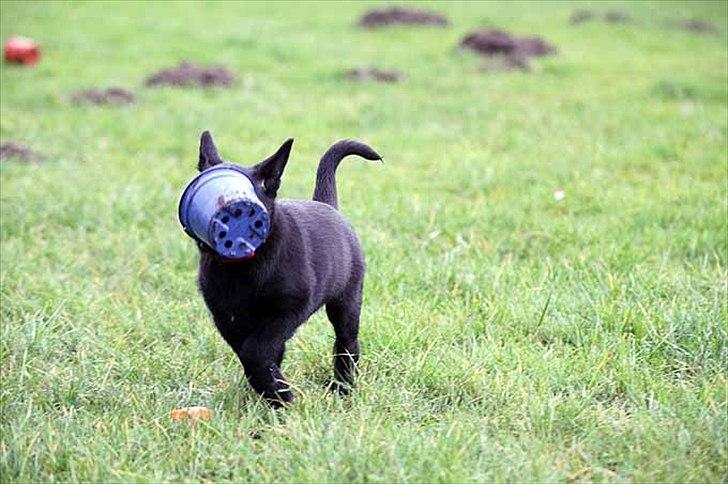 Sort spids-hvalpe i folden billede 15