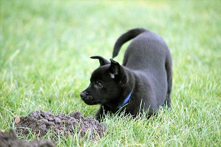 Sort spids-hvalpe i folden billede 16