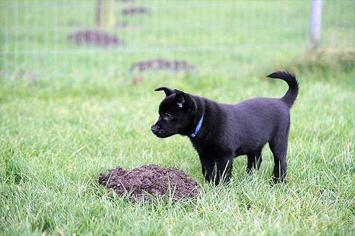 Sort spids-hvalpe i folden billede 17
