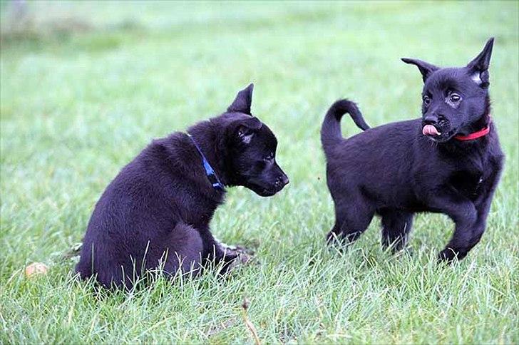 Sort spids-hvalpe i folden billede 18