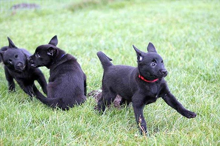 Sort spids-hvalpe i folden billede 19