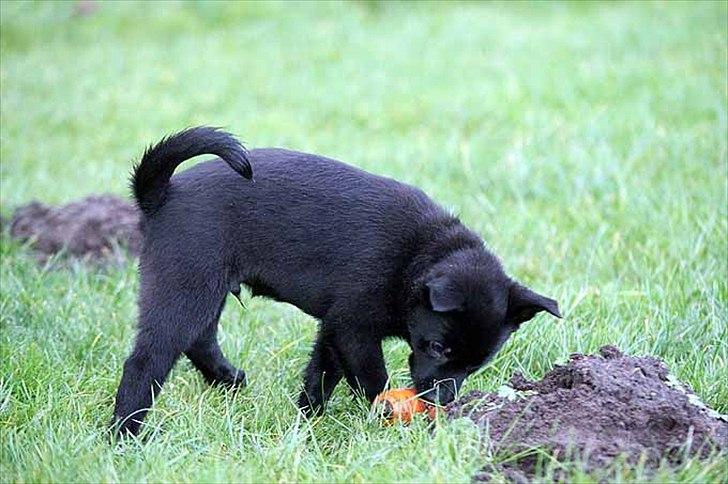 Sort spids-hvalpe i folden billede 20