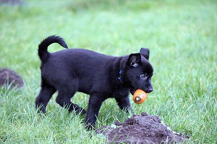 Sort spids-hvalpe i folden billede 21