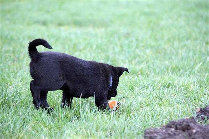 Sort spids-hvalpe i folden billede 22