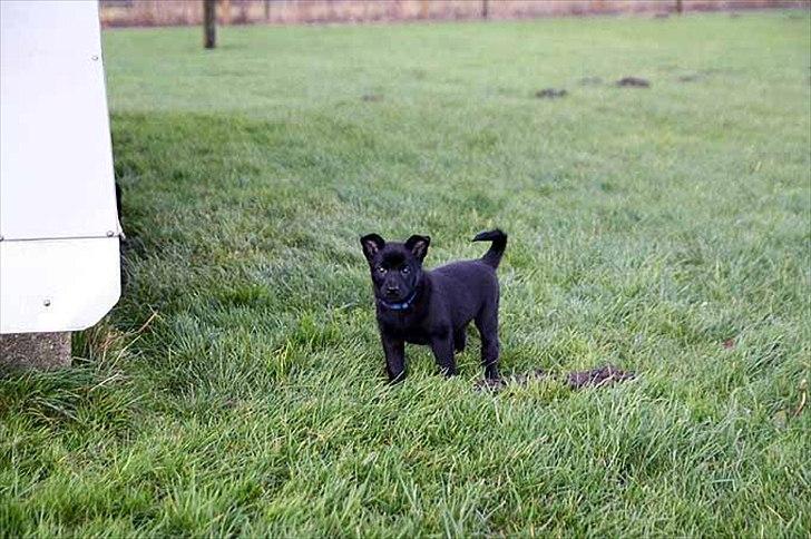 Sort spids-hvalpe i folden billede 24