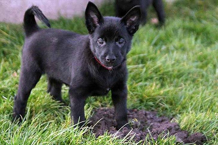 Sort spids-hvalpe i folden billede 27