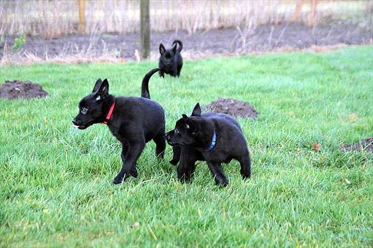 Sort spids-hvalpe i folden billede 28