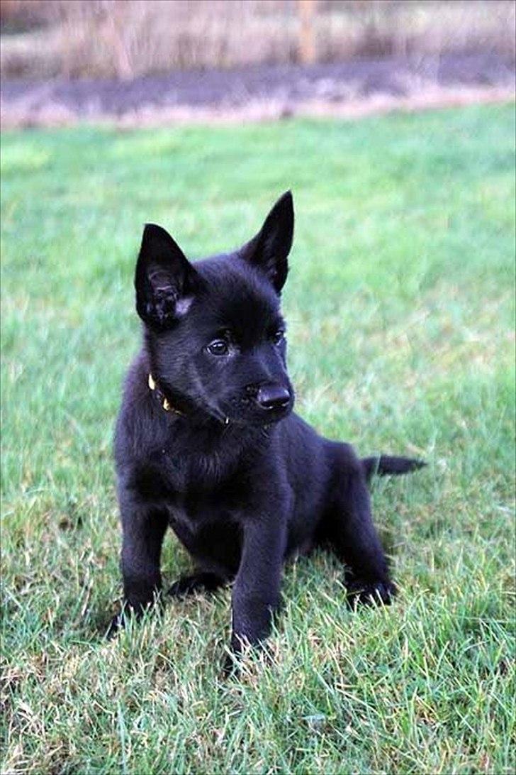 Sort spids-hvalpe i folden billede 29