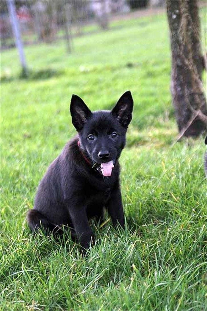 Sort spids-hvalpe i folden billede 30