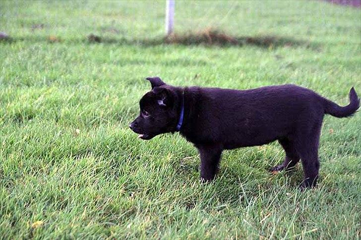 Sort spids-hvalpe i folden billede 31