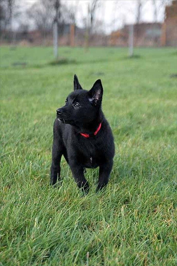 Sort spids-hvalpe i folden billede 32