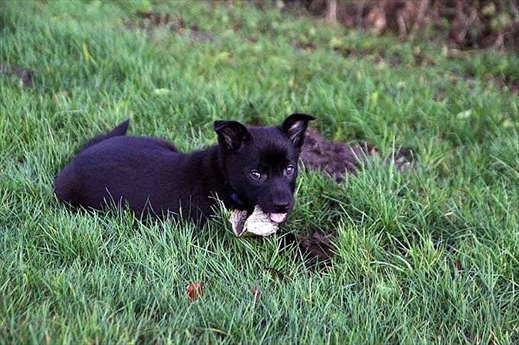 Sort spids-hvalpe i folden billede 33