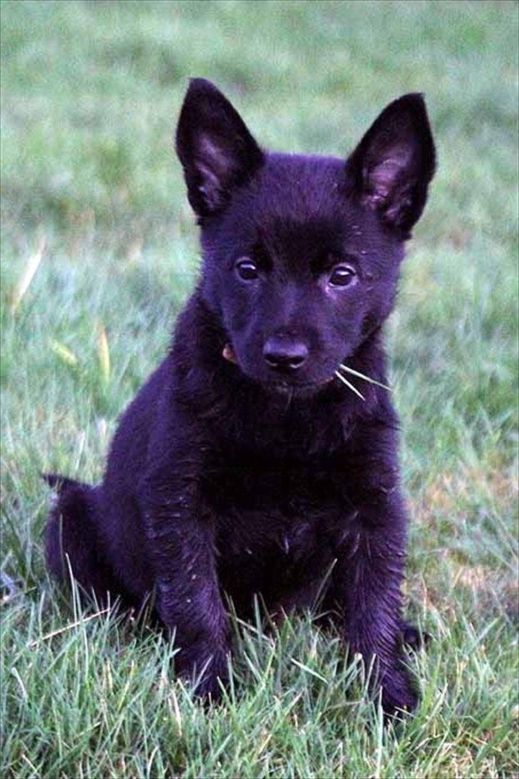 Sort spids-hvalpe i folden billede 34