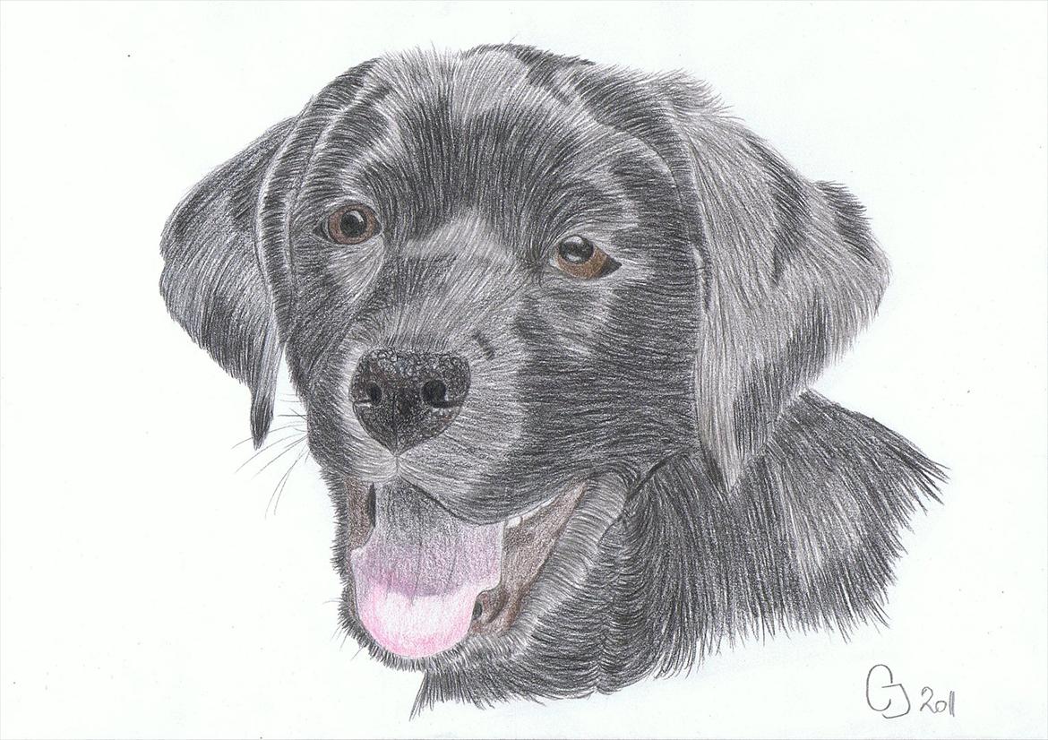 Tegninger - Maggie :) En øvelses tegning, og første forsøg med mine nye Faber Castell Polychromos. Måler 21x30 billede 4