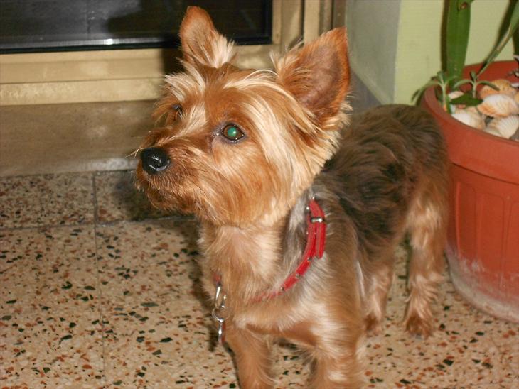 {{currentPhoto.altText}} billede {{currentPhoto.number}}