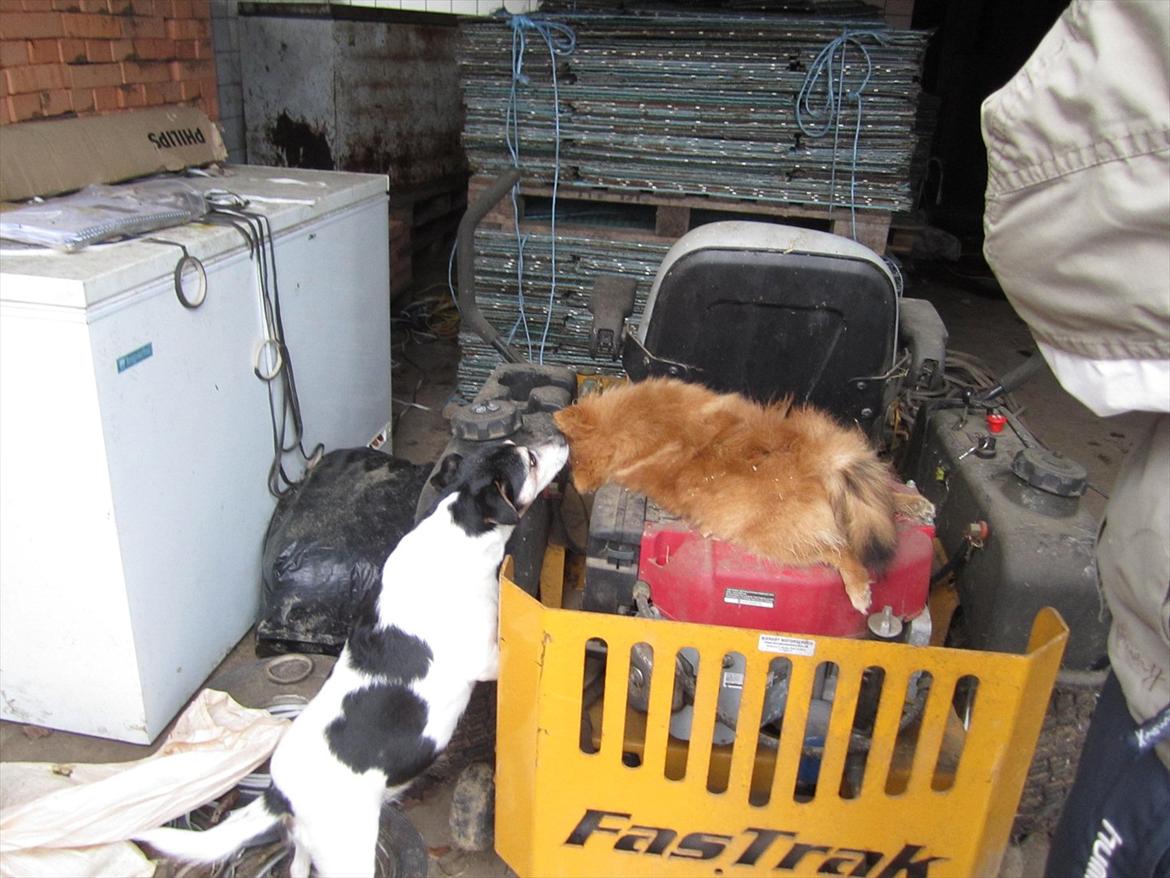 Sussi´s begravelse ;( billede 2