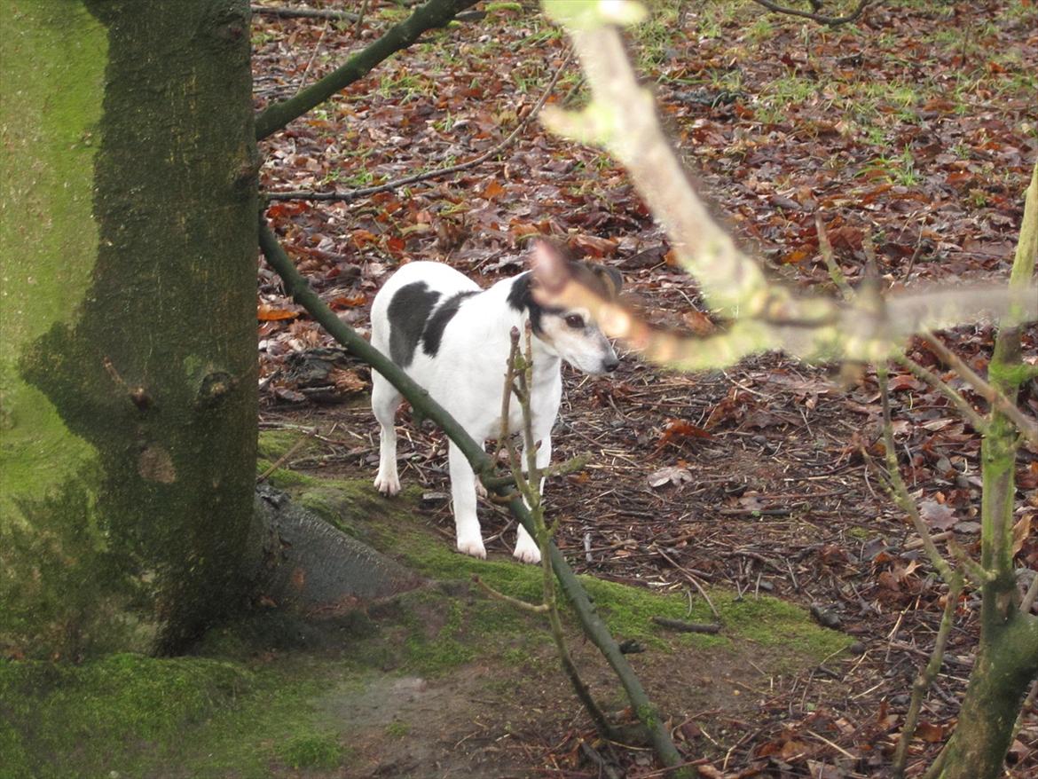 Sussi´s begravelse ;( billede 7