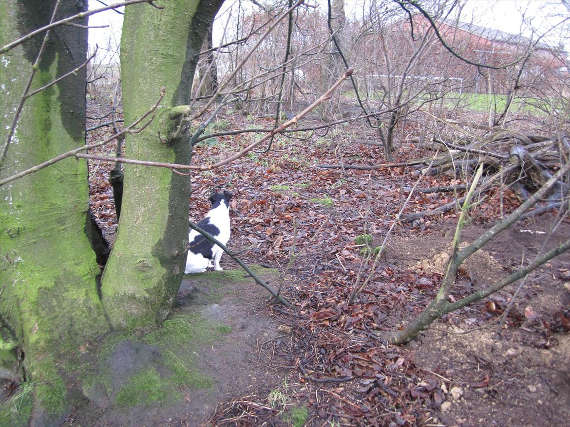 Sussi´s begravelse ;( billede 11