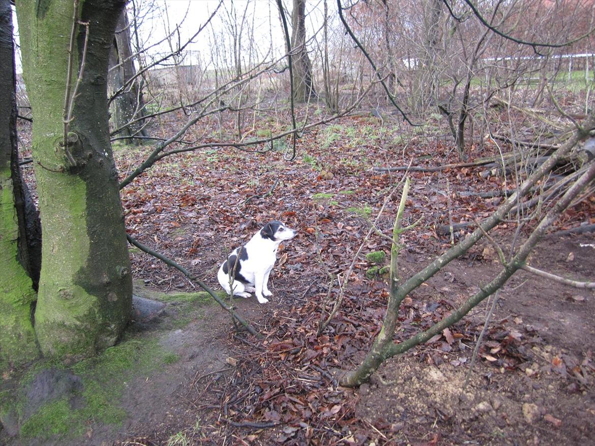 Sussi´s begravelse ;( billede 14