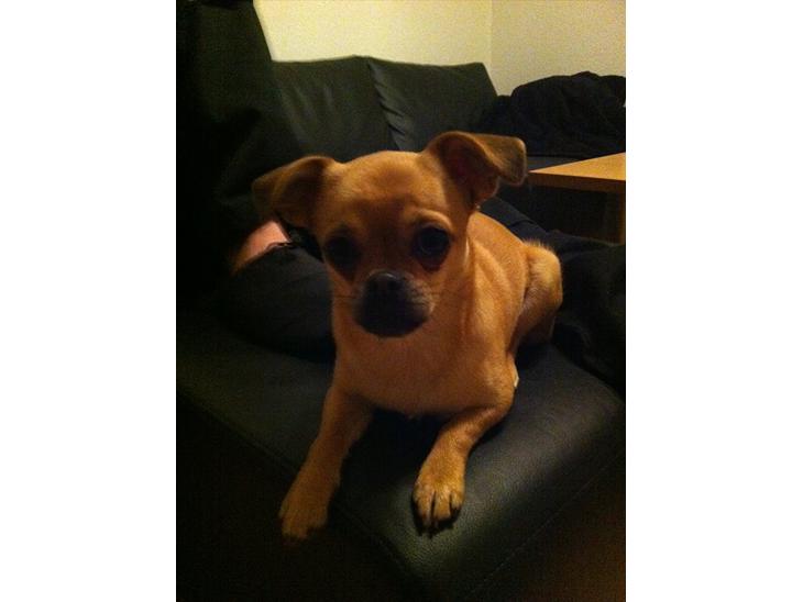 {{currentPhoto.altText}} billede {{currentPhoto.number}}