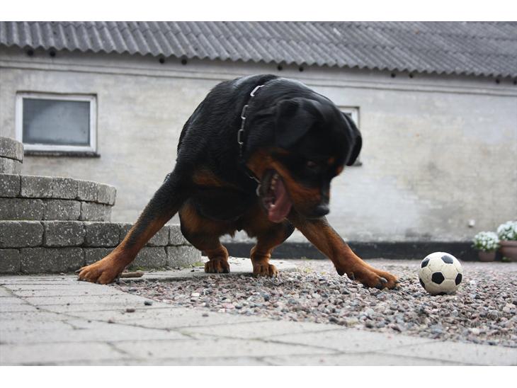 {{currentPhoto.altText}} billede {{currentPhoto.number}}