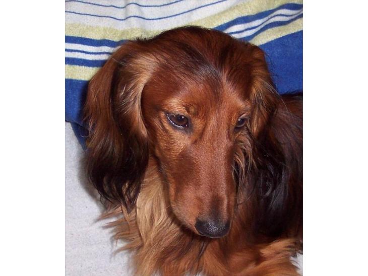 Pjevs dværggravhund billede 5