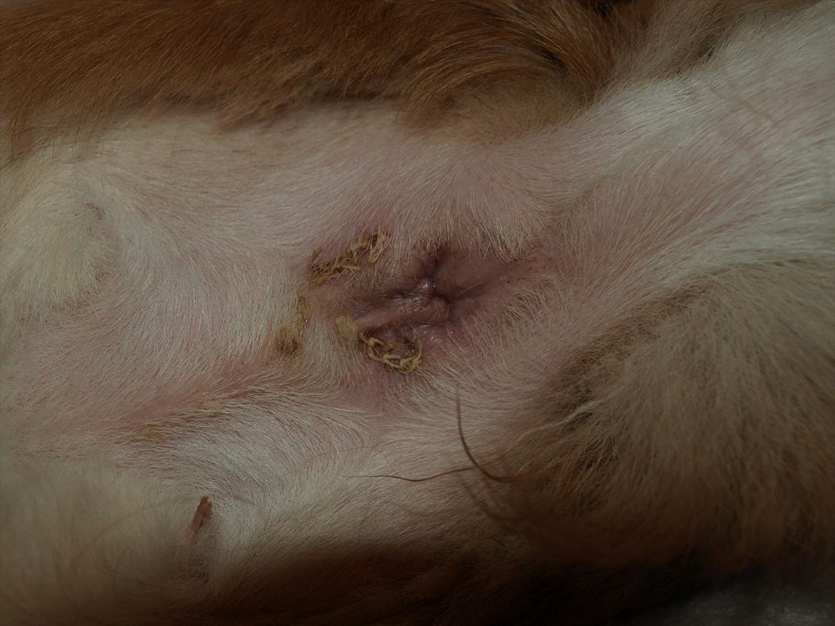 Fjernelse af analkirtler(operationssår) - Diverse hund - Fotos fra og sønnerne..