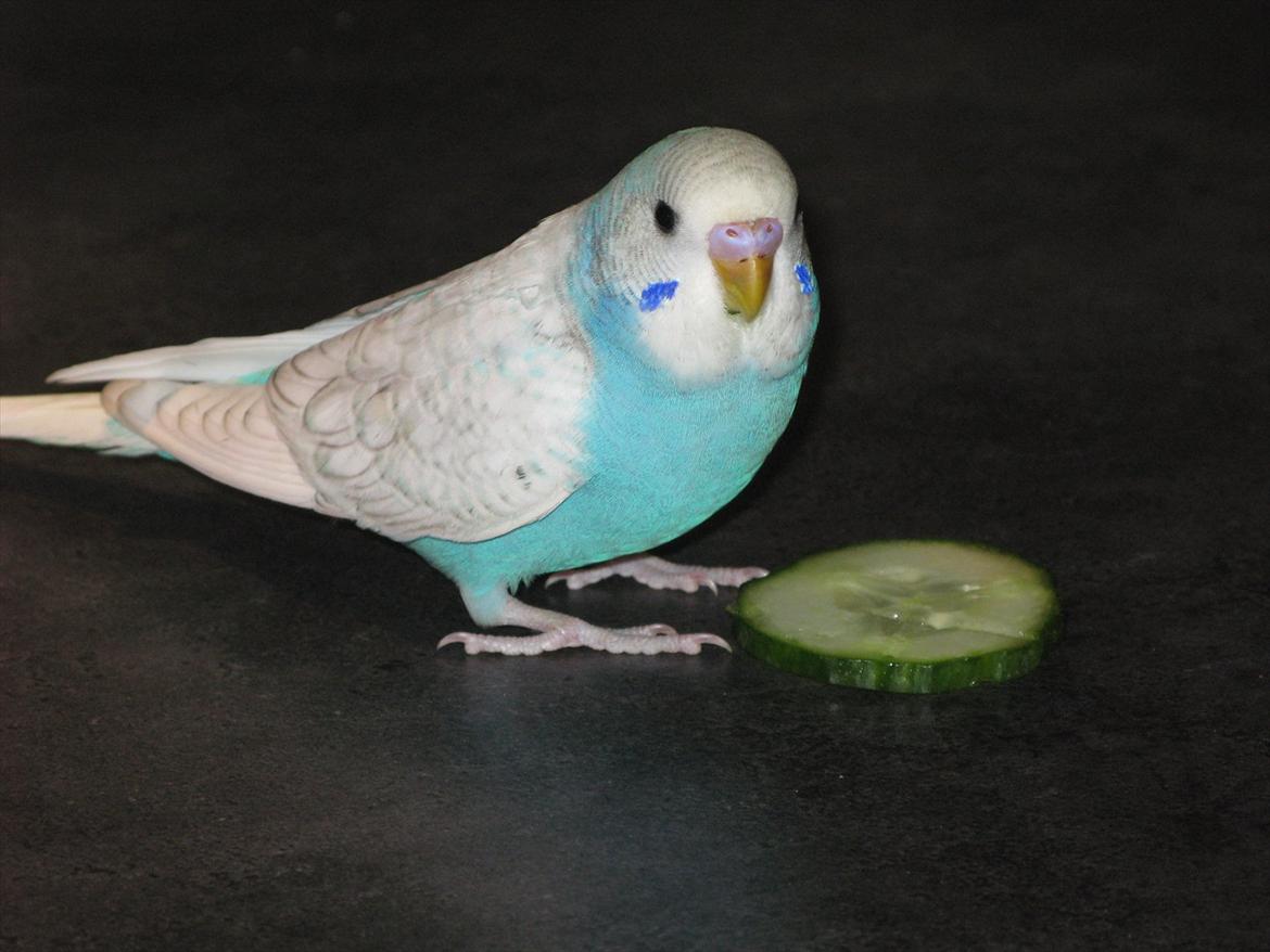 Undulaterne Krumme og Yrsa - Ca 6 uger billede 1