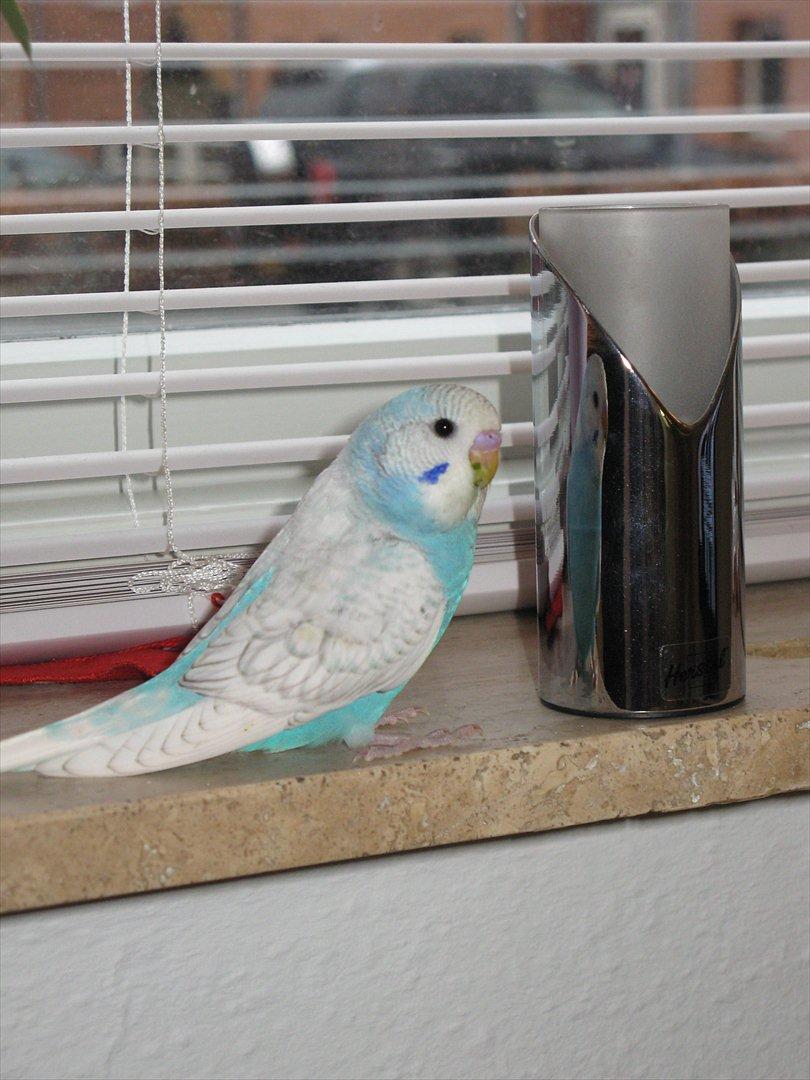 Undulaterne Krumme og Yrsa - ca 6 uger og har fået øje på sig selv i lysestagen billede 2