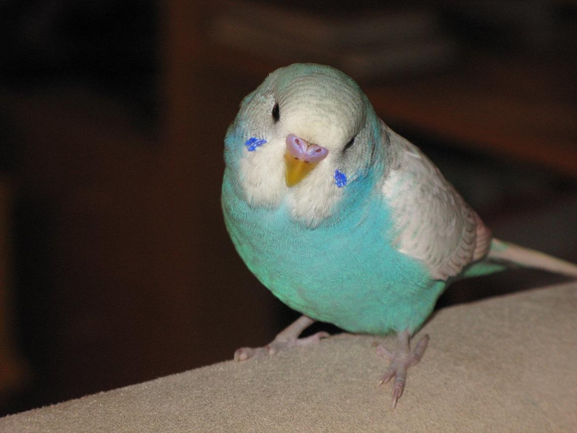 Undulaterne Krumme og Yrsa - ca 6 uger, sidder på stolen og kigger billede 3