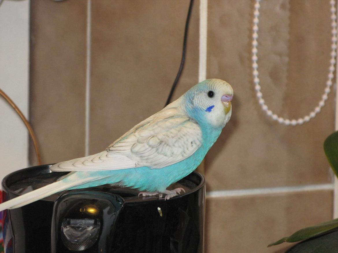 Undulaterne Krumme og Yrsa - ca 6 uger billede 4