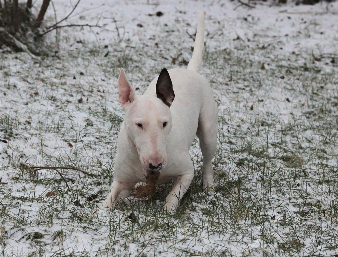 Fjollerier i den sparsomme sne billede 1