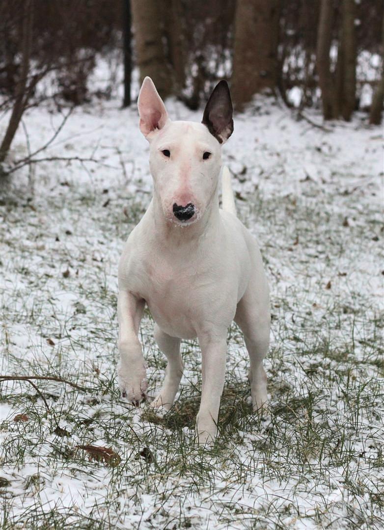 Fjollerier i den sparsomme sne billede 2