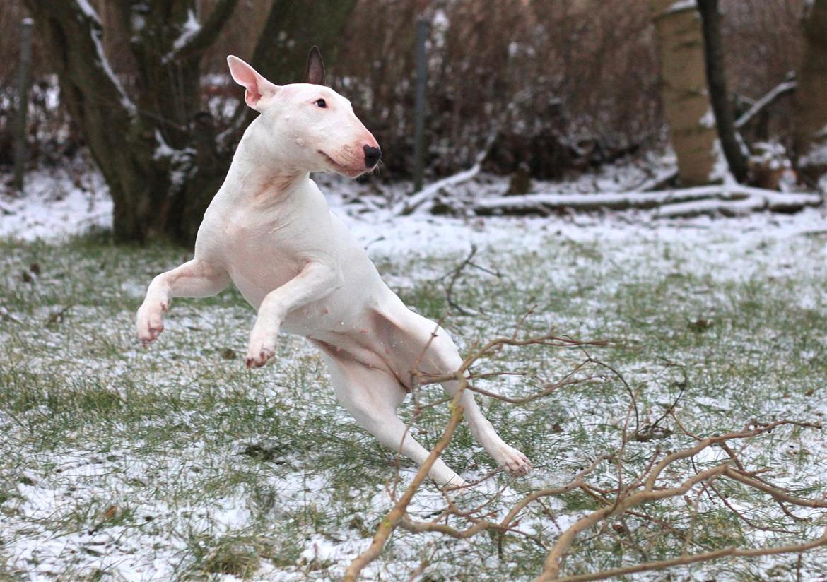 Fjollerier i den sparsomme sne billede 3