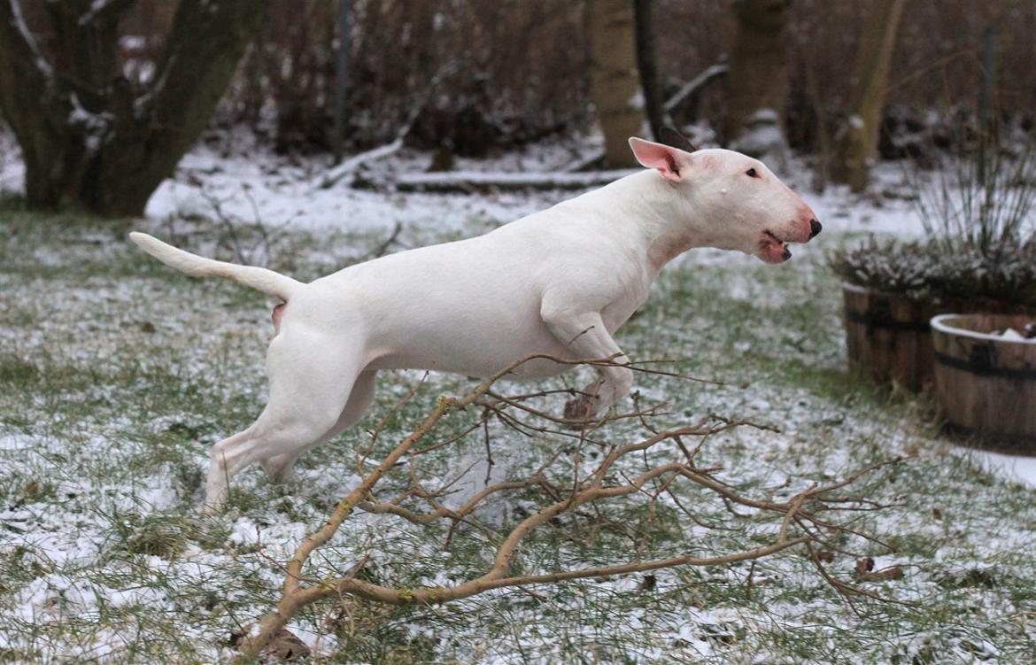Fjollerier i den sparsomme sne billede 4