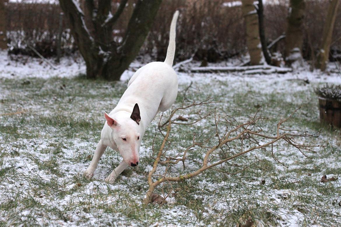 Fjollerier i den sparsomme sne billede 5