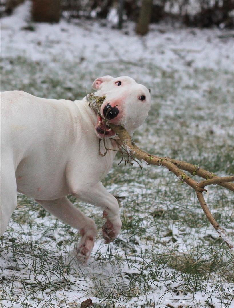 Fjollerier i den sparsomme sne billede 6