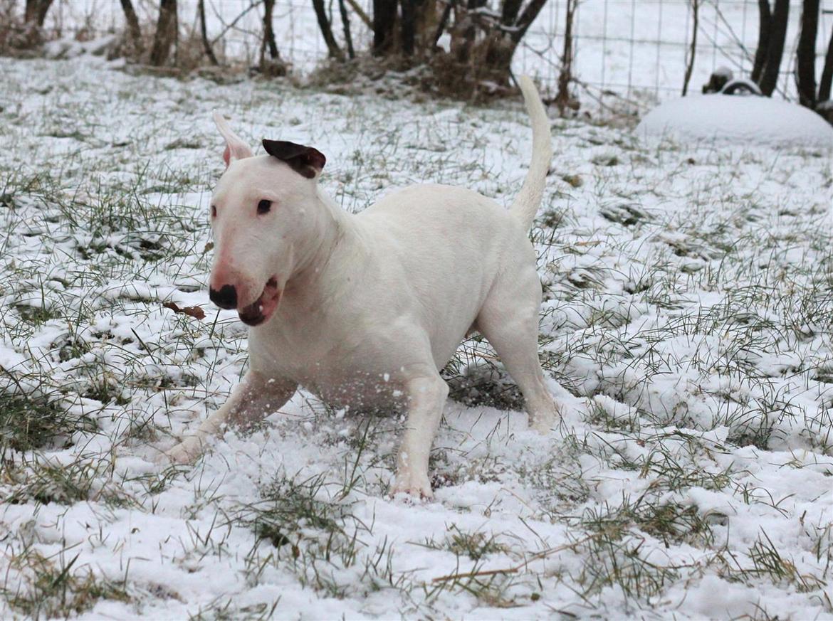 Fjollerier i den sparsomme sne billede 7